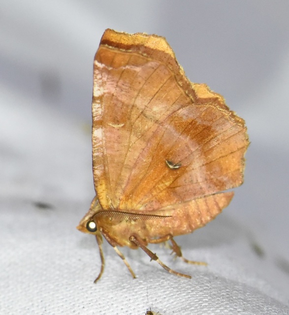 Selenia dentaria - kétfoltos holdasaraszoló
