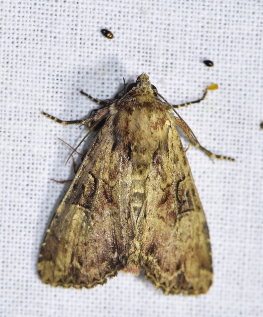 Apamea epomidion - vörösbarna dudvabagoly