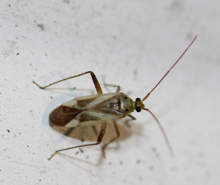 Adelphocoris lineolatus - lucernapoloska