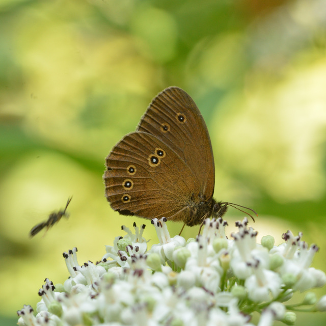 Aphantopus hyperanthus - közönséges ökörszemlepke