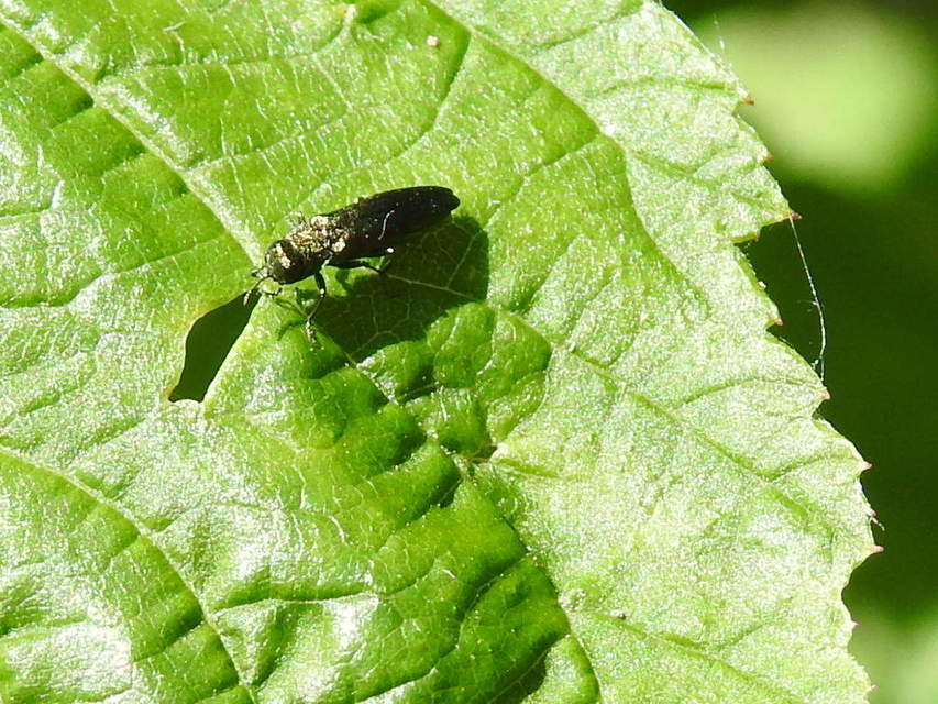 Agrilus