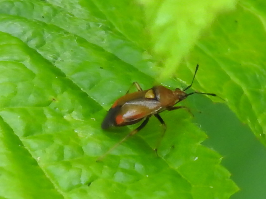 Deraeocoris ruber - vöröses mezeipoloska