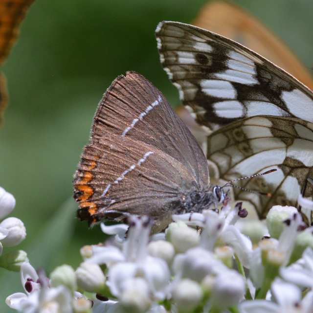 Satyrium w-album - szilfa-csücsköslepke
