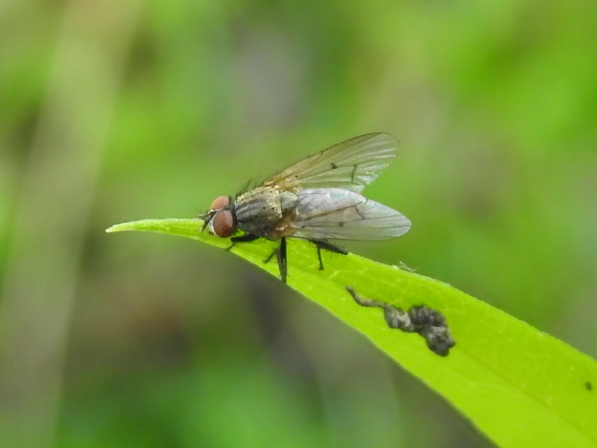 Anthomyiidae - viráglegyek