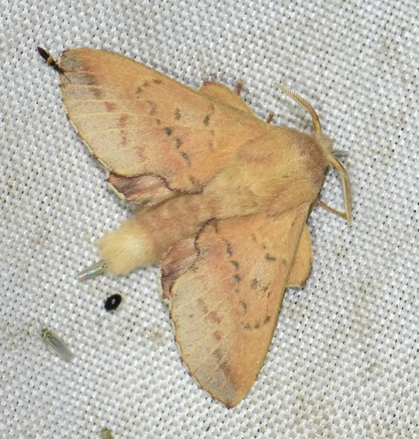 Phyllodesma tremulifolia - nyárlevélpohók