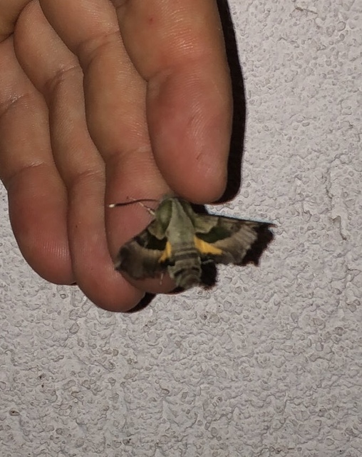 Proserpinus proserpina - törpeszender
