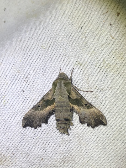 Proserpinus proserpina - törpeszender