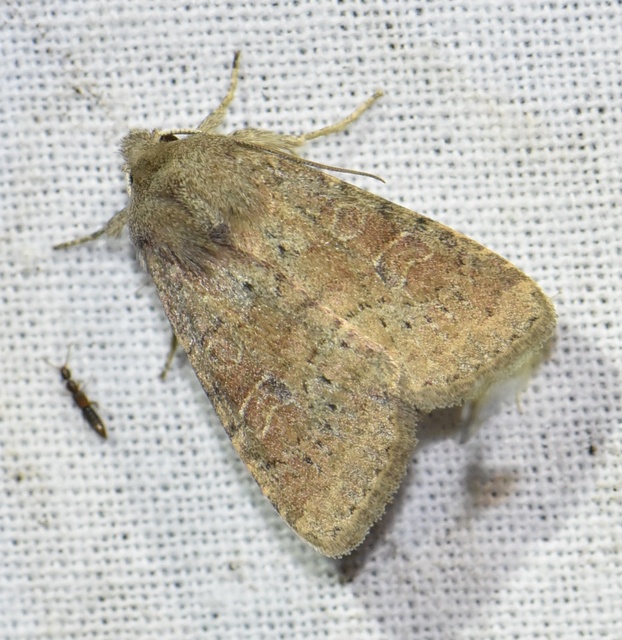 Parastichtis suspecta - sötét erdeibagoly