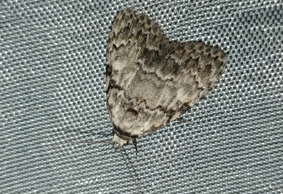 Meganola strigula - hamvas pamacsosszövő