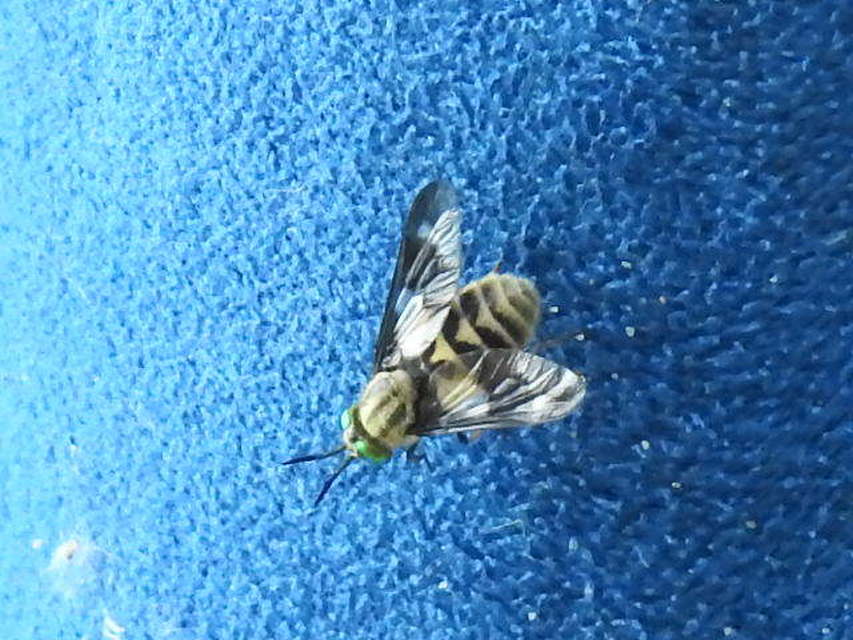 Chrysops