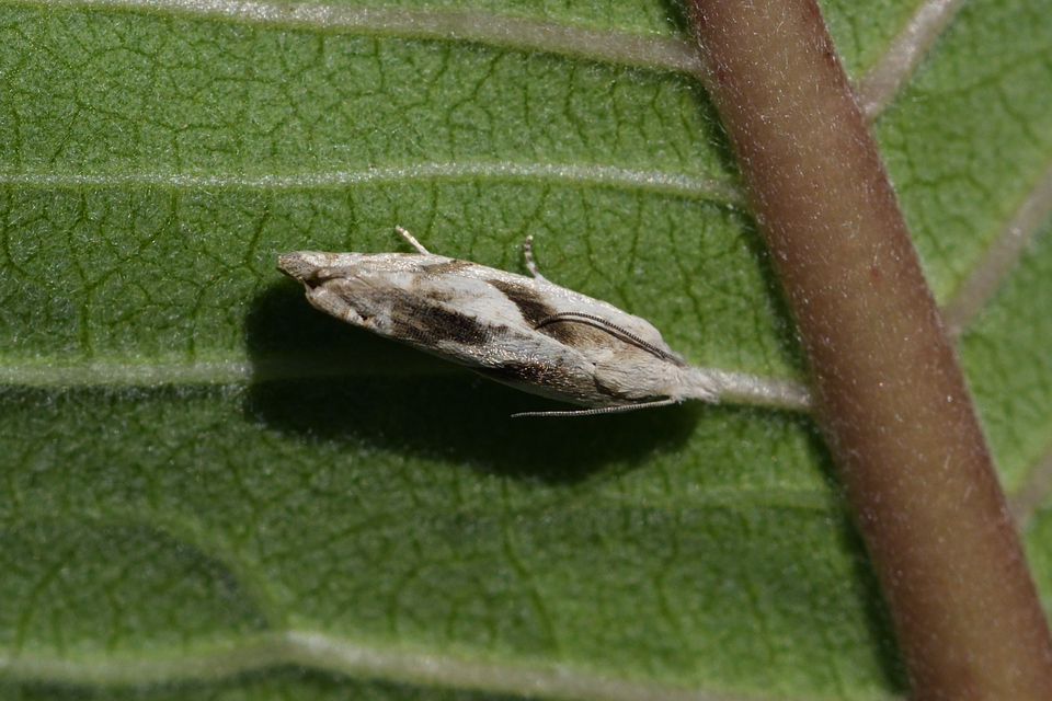 Eucosma metzneriana - ürömgyökér-tükrösmoly