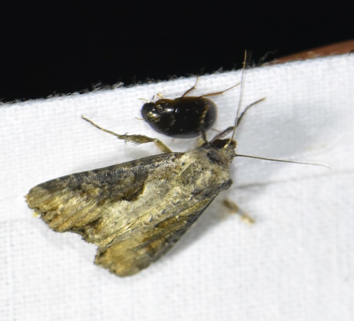 Lateroligia ophiogramma - harmatkása-dudvabagoly