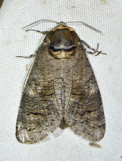 Cossus cossus - fűzfarontólepke