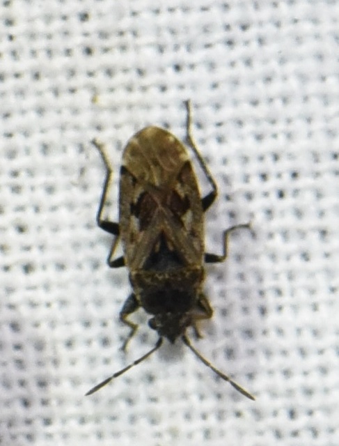 Sphragisticus nebulosus - foltos bodobács