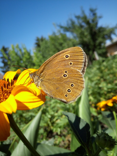 Aphantopus hyperanthus - közönséges ökörszemlepke