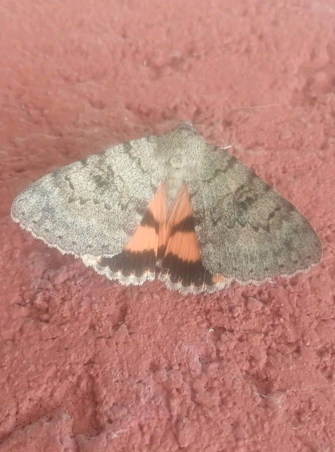Catocala puerpera - nyárfa-övesbagoly