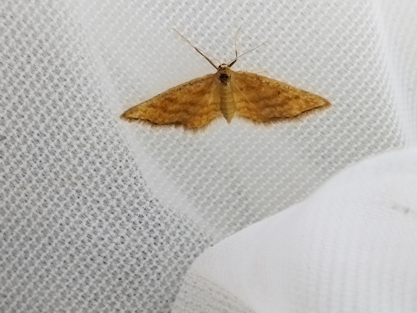 Idaea serpentata - kis sávosaraszoló