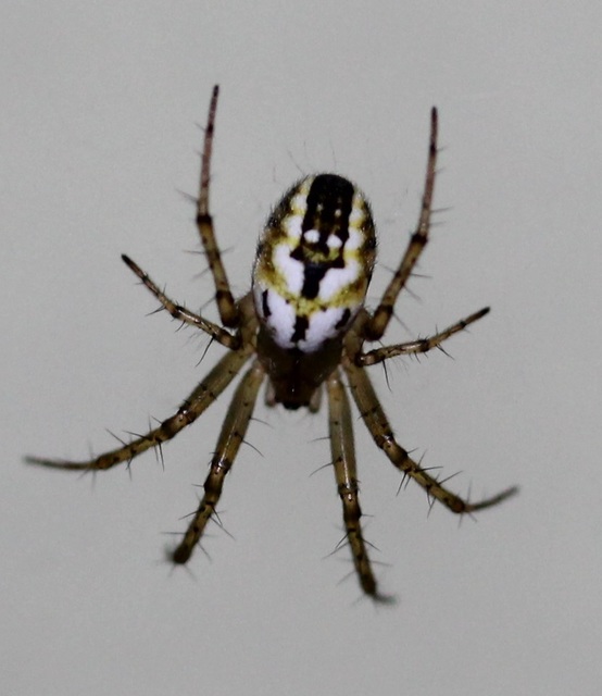 Mangora acalypha - réti keresztespók