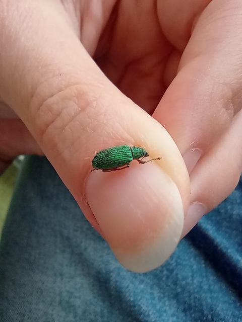 Polydrusus formosus - selymes lombormányos