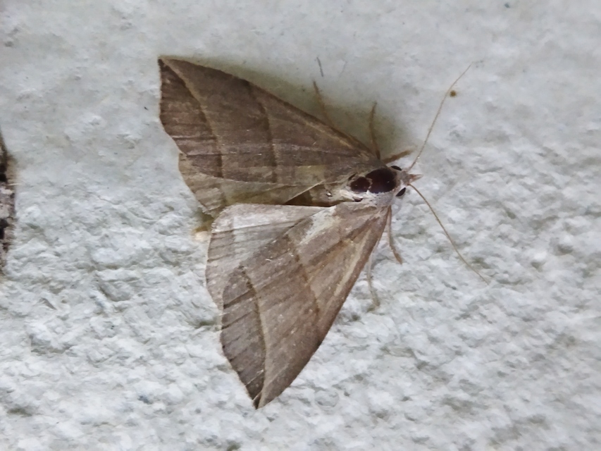 Colobochyla salicalis - háromsávos törpebagoly
