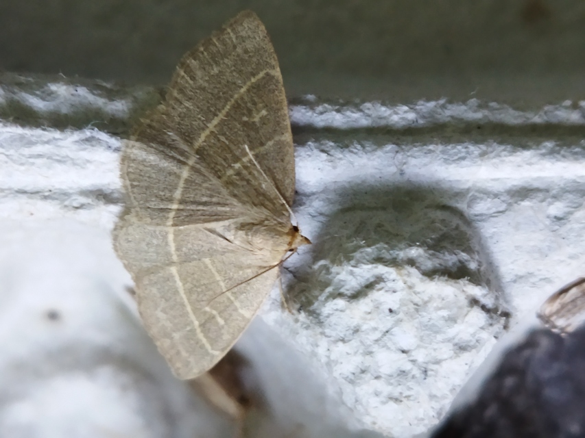 Trisateles emortualis - sárgacsíkos karcsúbagoly
