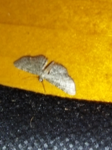 Eupithecia haworthiata - rozsdástestű törpearaszoló