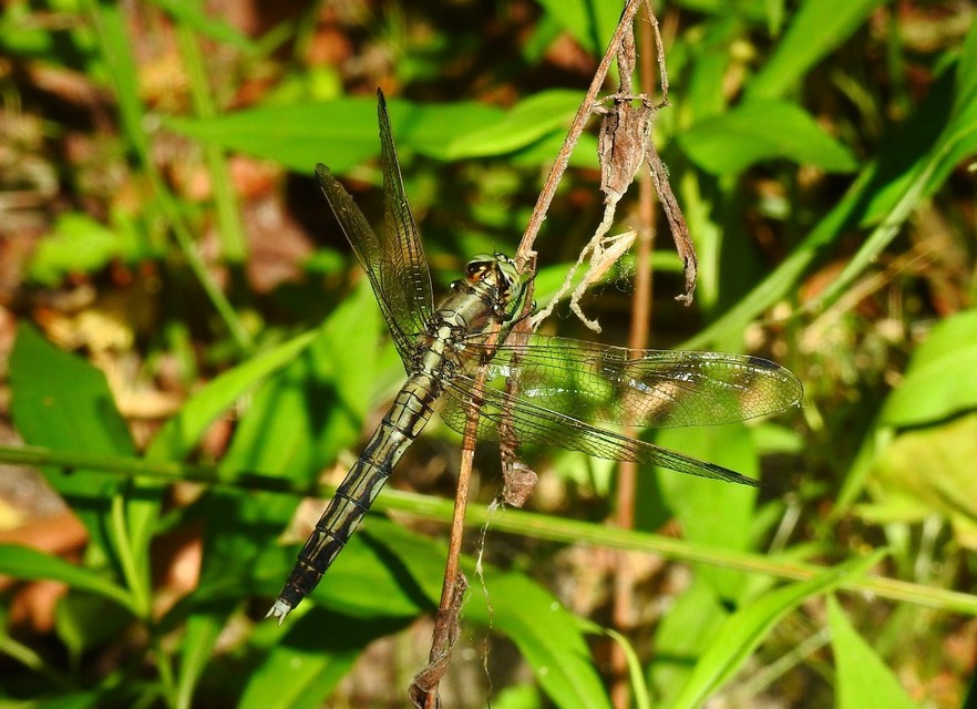 Orthetrum albistylum - fehérfarkú pásztorszitakötő