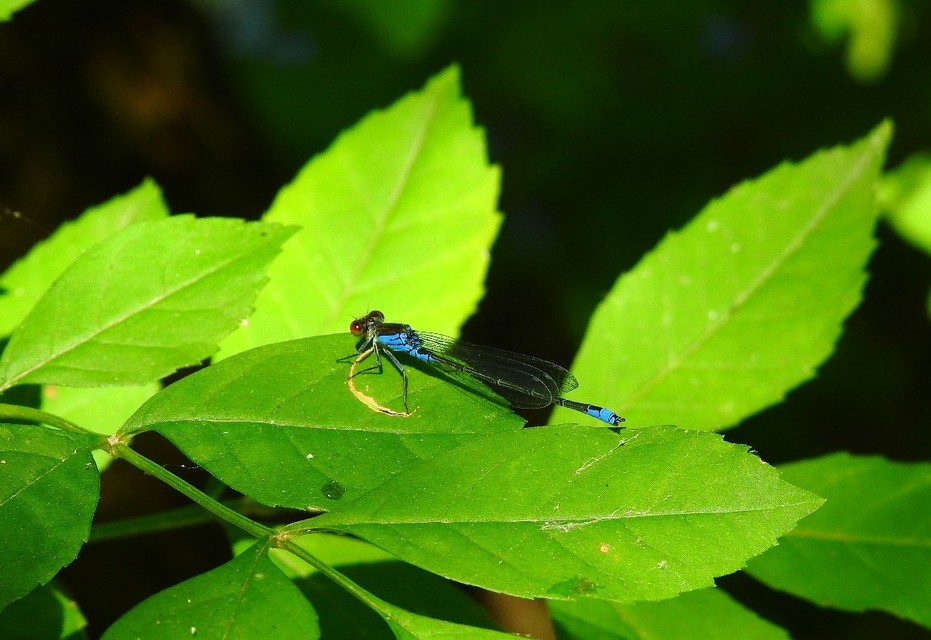 Erythromma viridulum - kis pirosszemű-légivadász