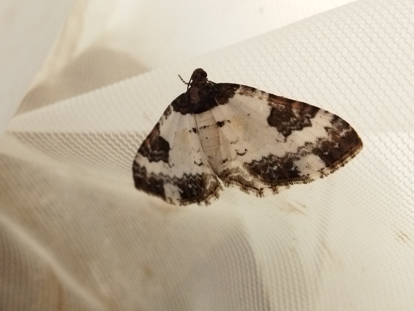 Melanthia procellata - hullámos tarkaaraszoló