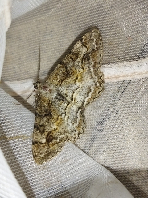 Alcis repandata - foltos faaraszoló