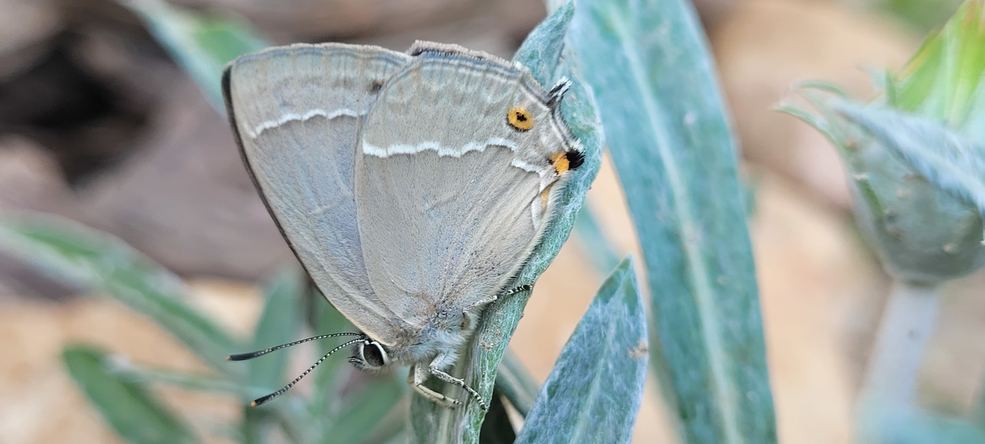 Neozephyrus quercus - tölgyfalepke