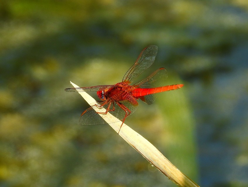 Crocothemis erythraea - skarlát szitakötő