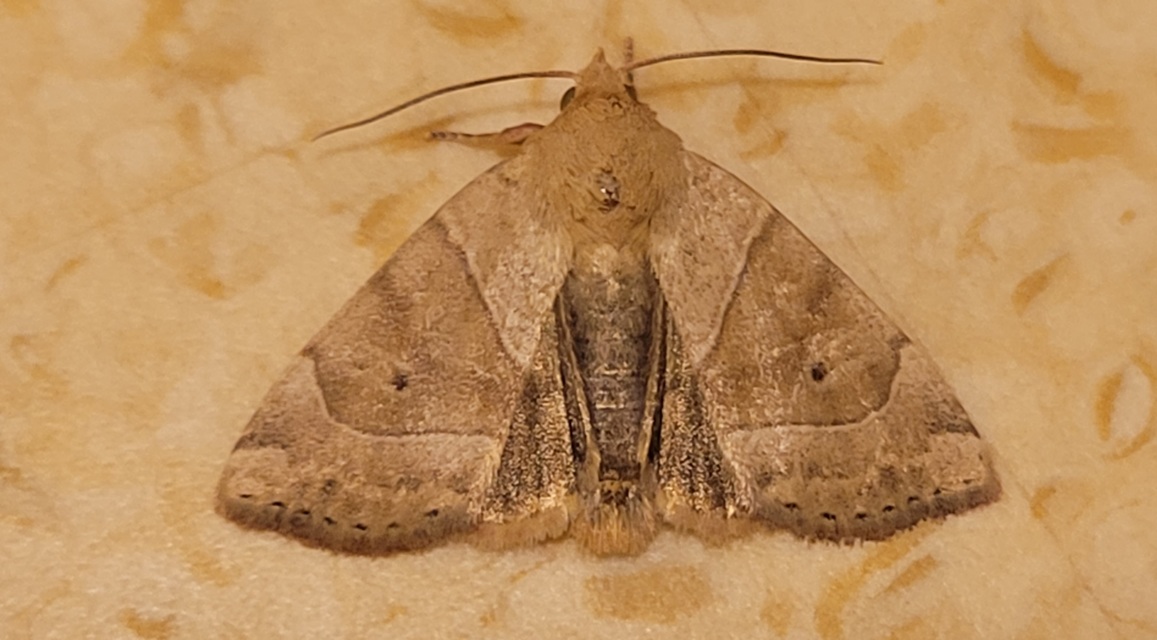 Cosmia trapezina - közönséges lombbagoly