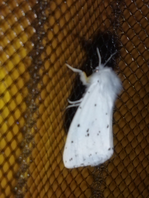 Spilosoma lubricipedum/urticae