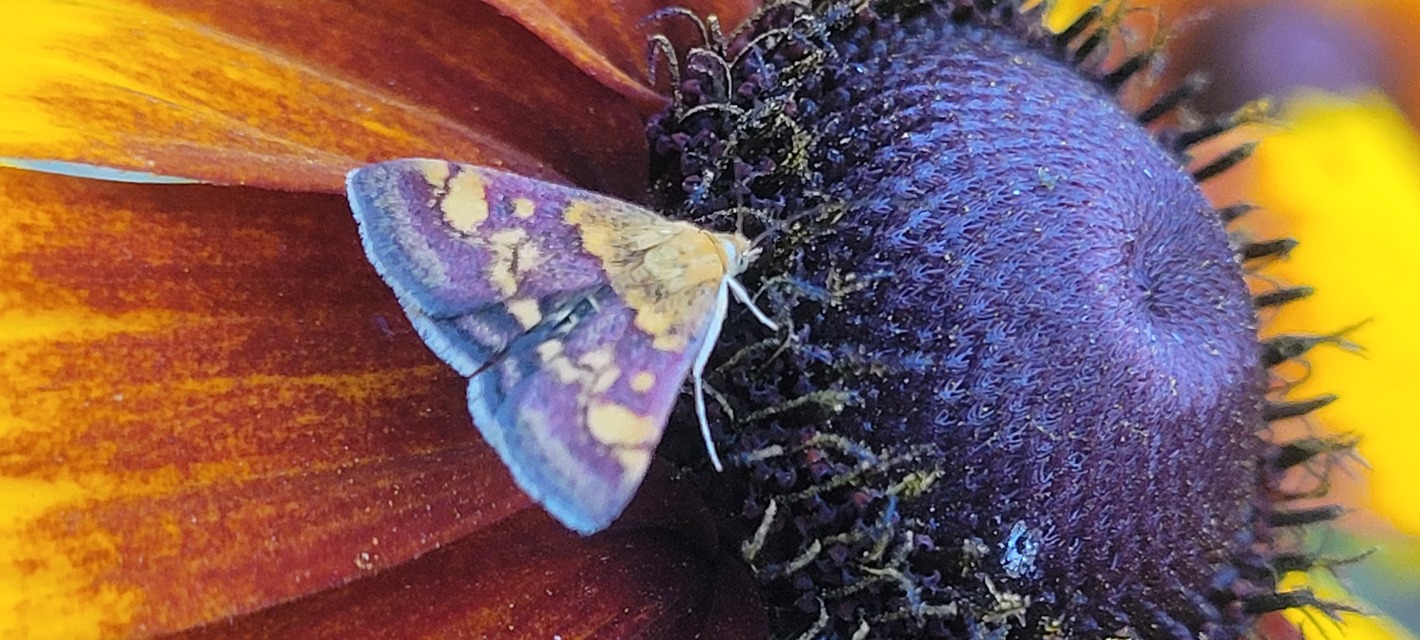 Pyrausta purpuralis - közönséges bíbormoly
