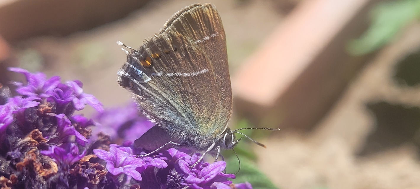 Satyrium spini - kökény-csücsköslepke
