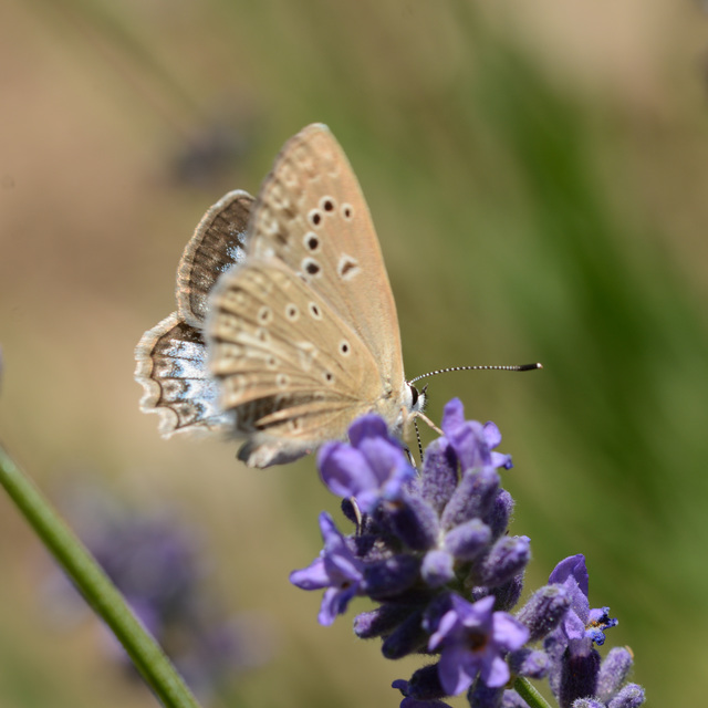 Polyommatus daphnis - csipkés boglárka