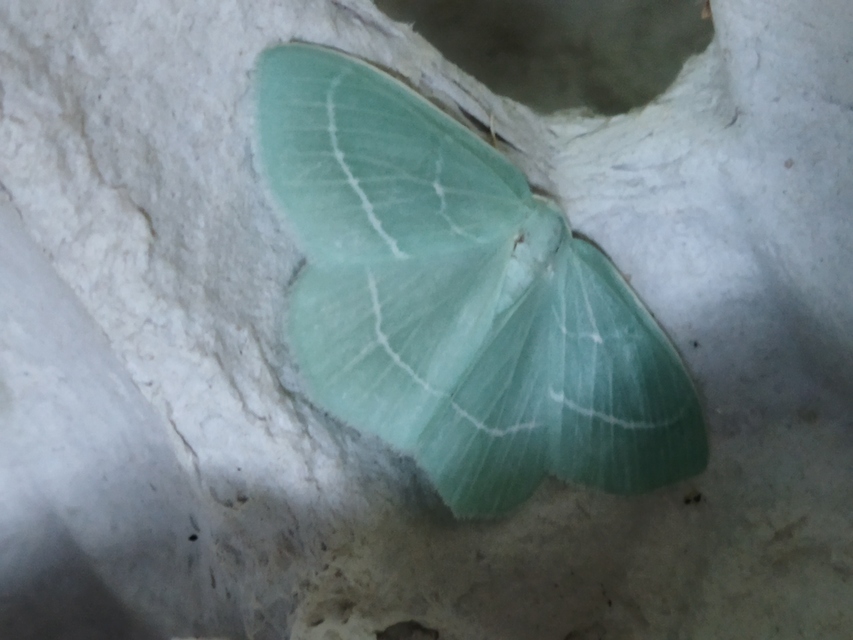 Hemistola chrysoprasaria - kékes zöldaraszoló