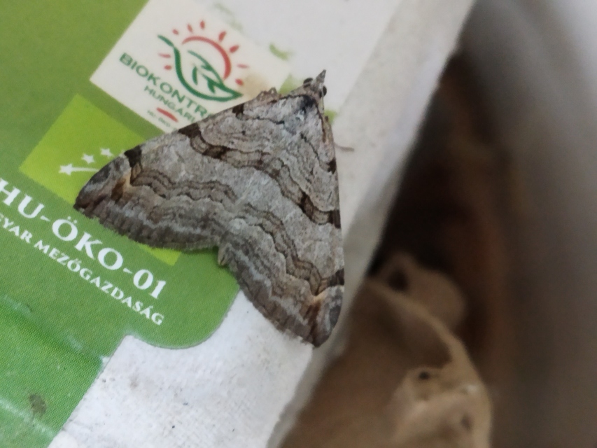 Aplocera plagiata - szürke csíkosaraszoló