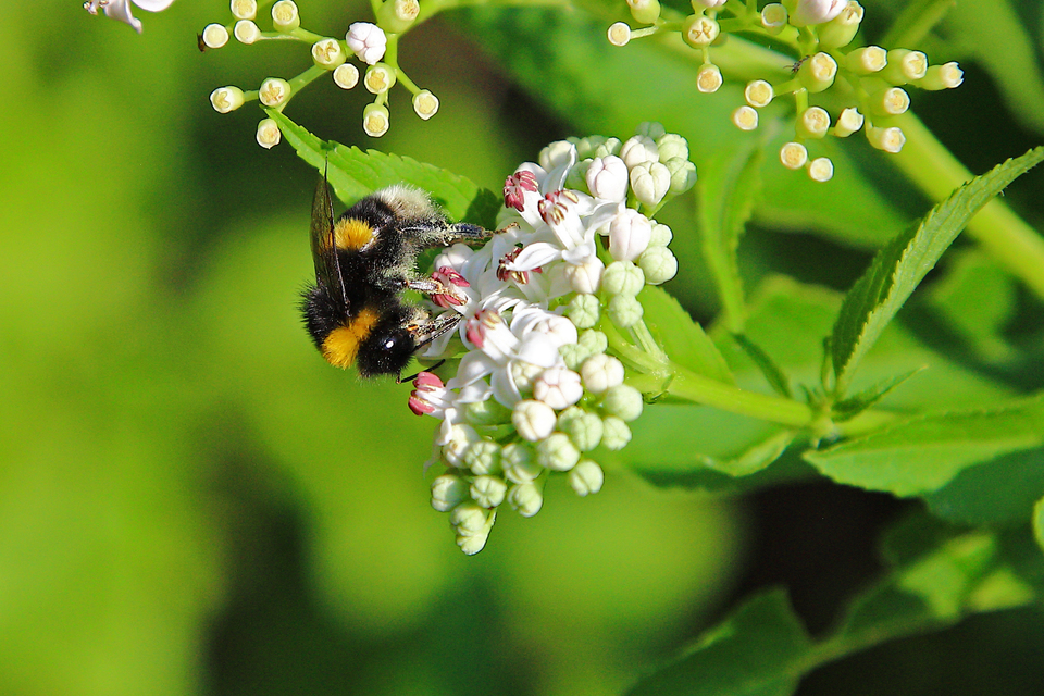 Bombus terrestris - földi poszméh
