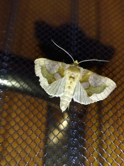 Diachrysia chrysitis - aranybagoly