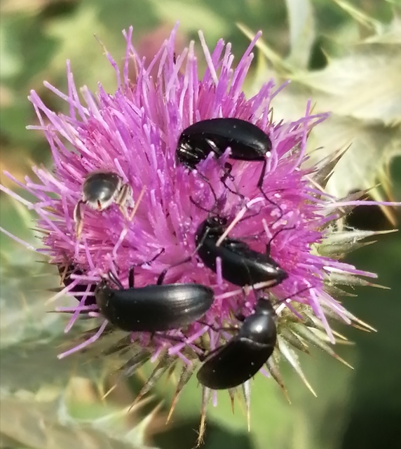 Podonta nigrita - szerecsenbogár