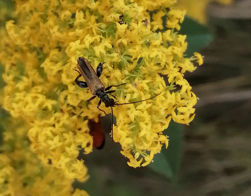 Oedemera femorata - sárgahátú álcincér
