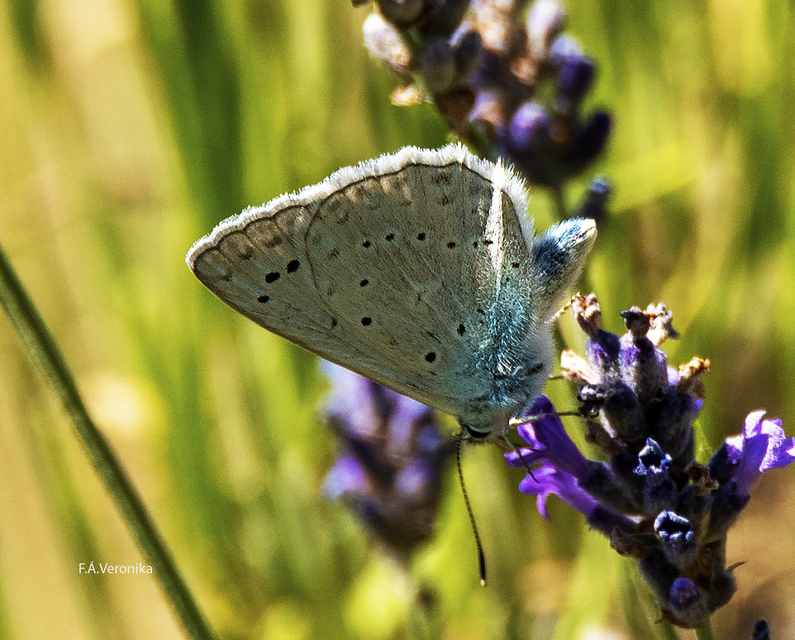 Polyommatus daphnis - csipkés boglárka