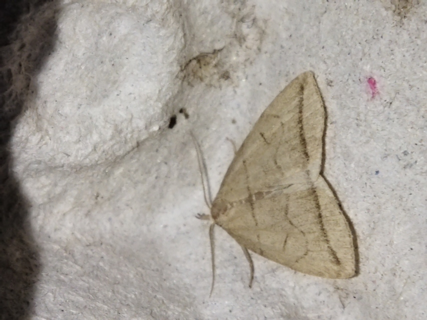 Herminia grisealis - ligeti karcsúbagoly