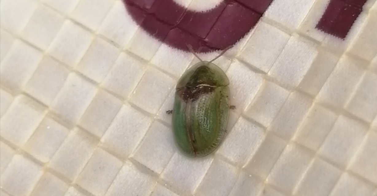 Cassida