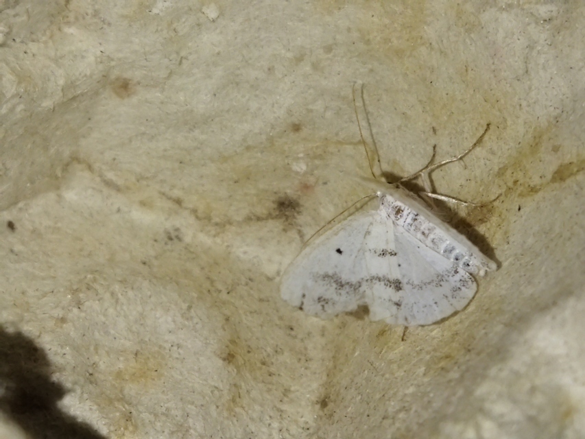 Lomographa temerata - foltos fehéraraszoló
