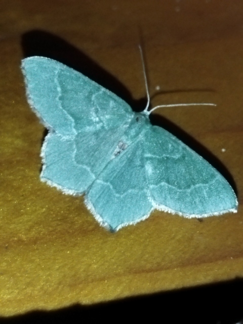 Hemithea aestivaria - nyír-zöldaraszoló
