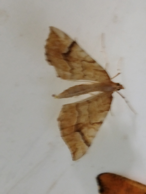 Eulithis mellinata - feketeribiszke-araszoló