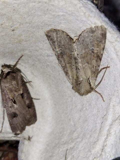 Apamea sordens - kalászrágó dudvabagoly Apamea sordens - kalászrágó dudvabagoly